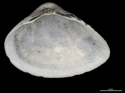 A shell