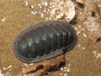 insect in dirt