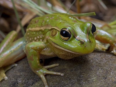 frog