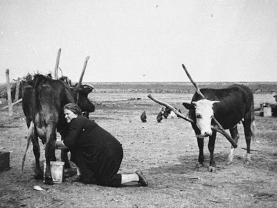 cows being milked